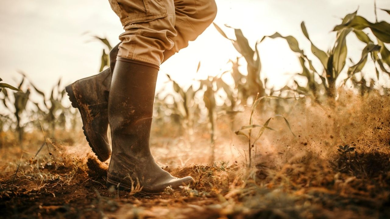 Despăgubiri în caz de calamitate naturală în agricultură