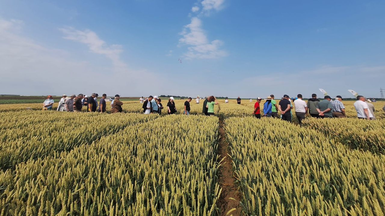 Lot demonstrativ cu grâu obținut de cercetarea românească