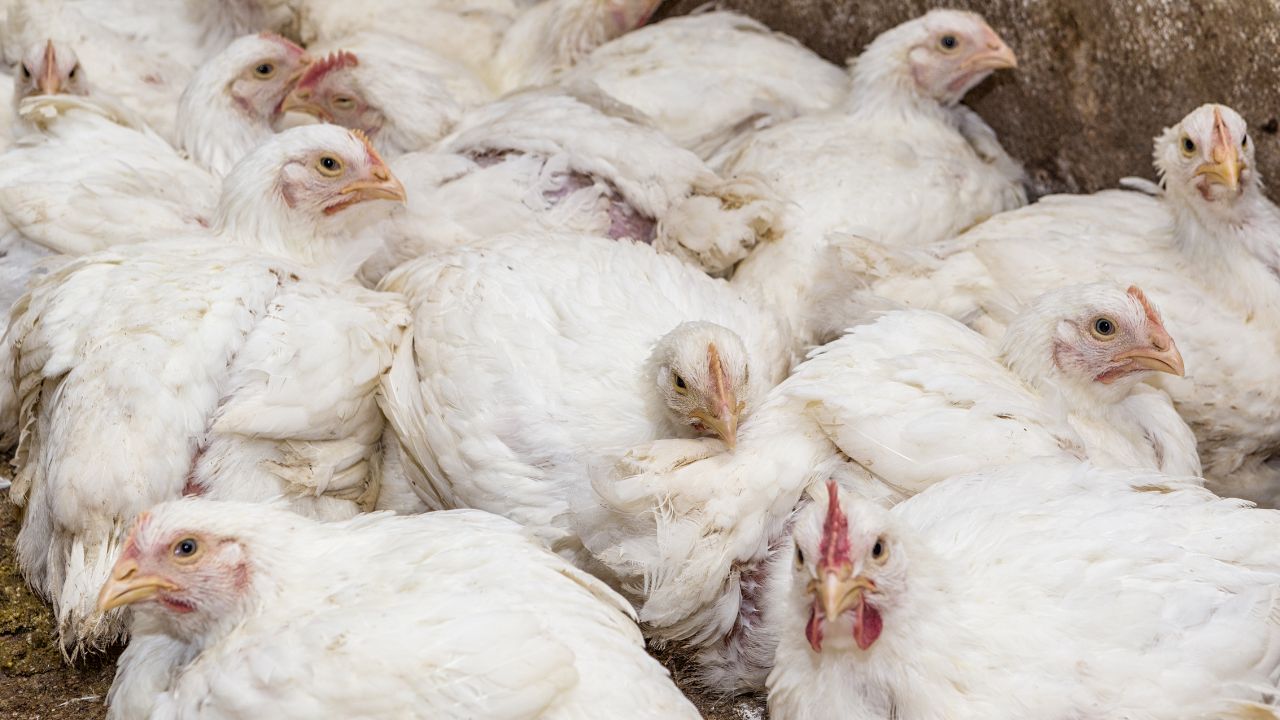 Fermă de pui de carne