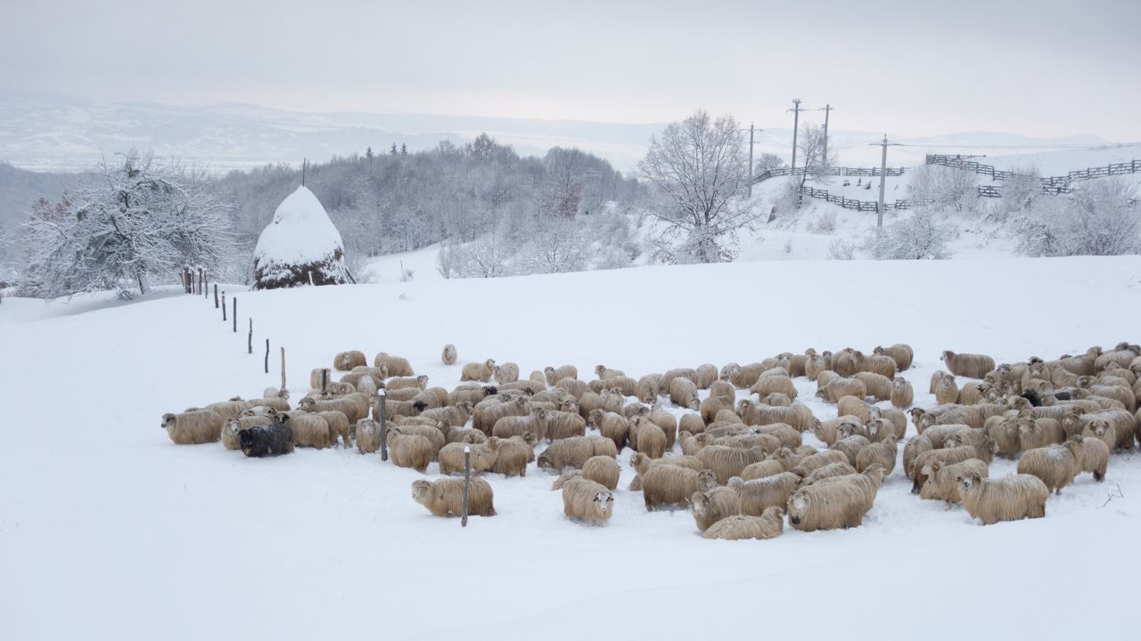 Oi la stână iarna
