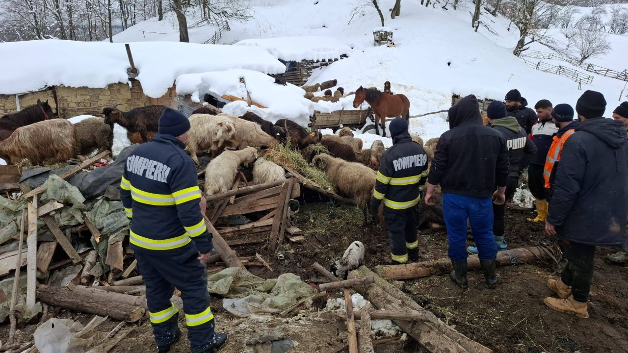 Saivan prăbușit sub greutatea zăpezii