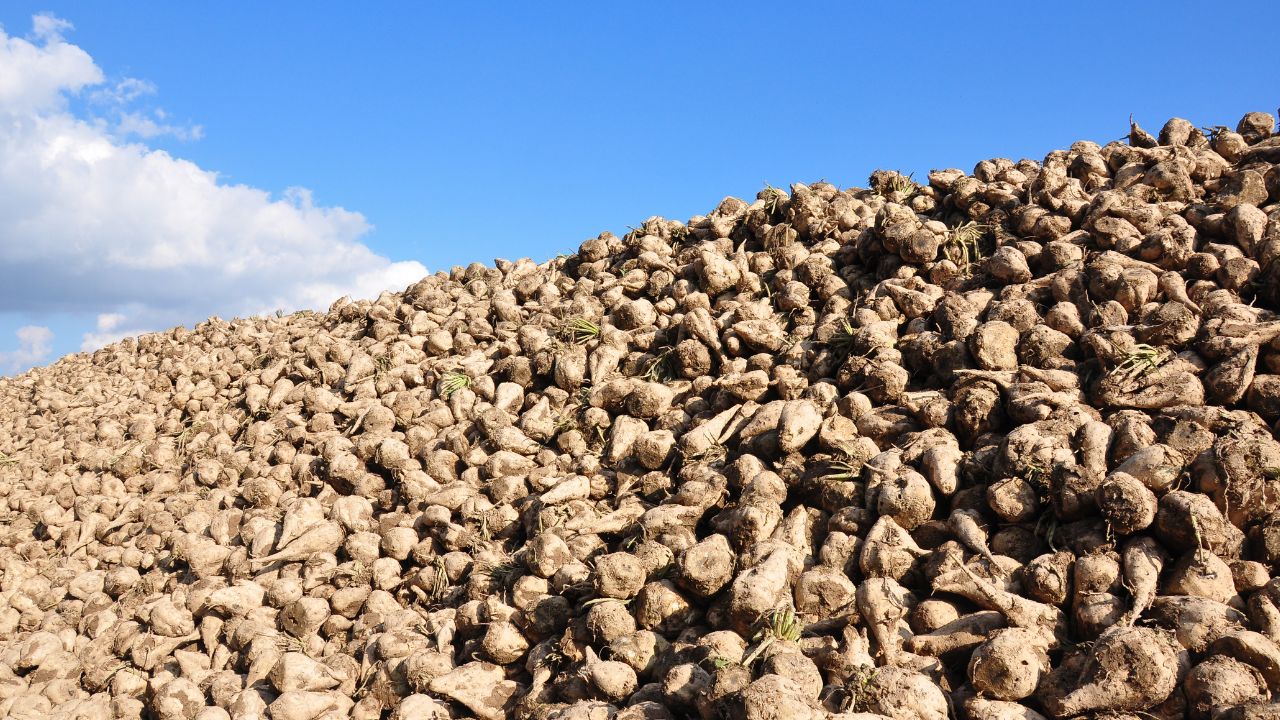 Sfeclă de zahăr - producție