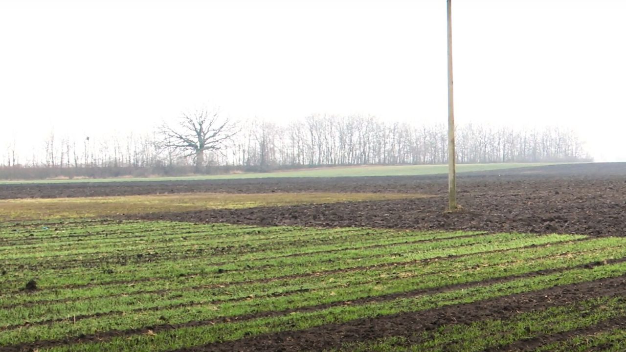 Subvenția APIA pe terenul nelucrat