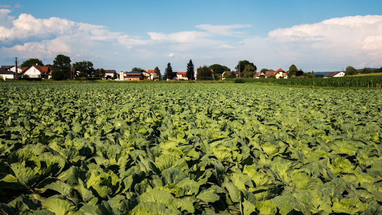 Cultură de varză în câmp deschis