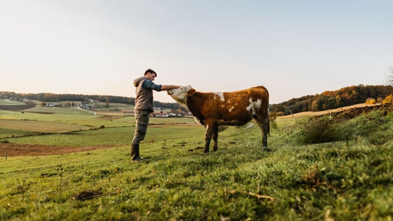 Buget redus la ANSVSA