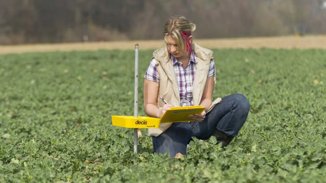 Capcană galbenă în câmpul de rapiță