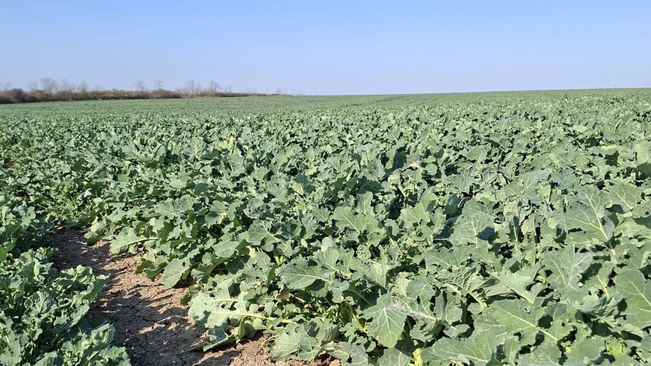 Cultură de rapiță la Orțișoara, jud. Timiș, în martie (foto: RAGT)