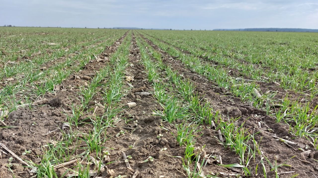 Culturi întârziate