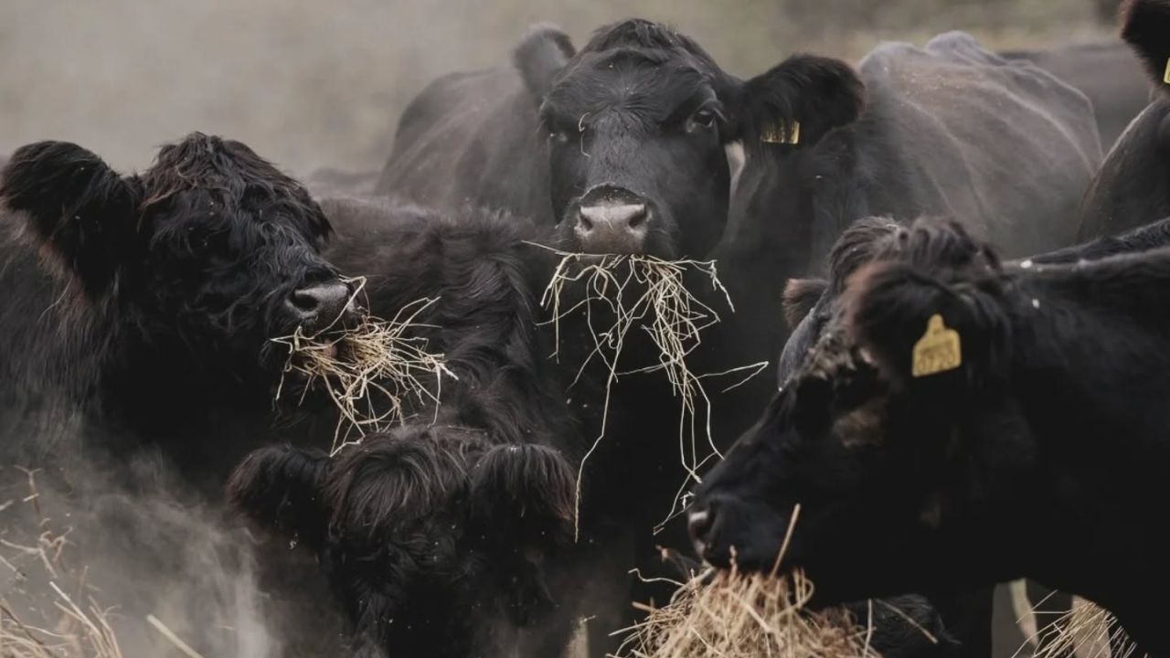 Taurine Aberdeen Angus