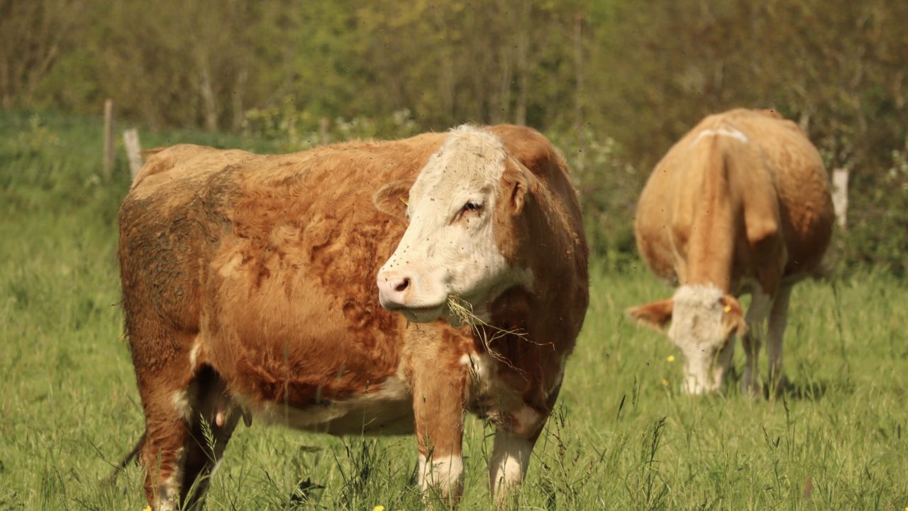 Subvenții APIA - adeverinta de la medicul veterinar