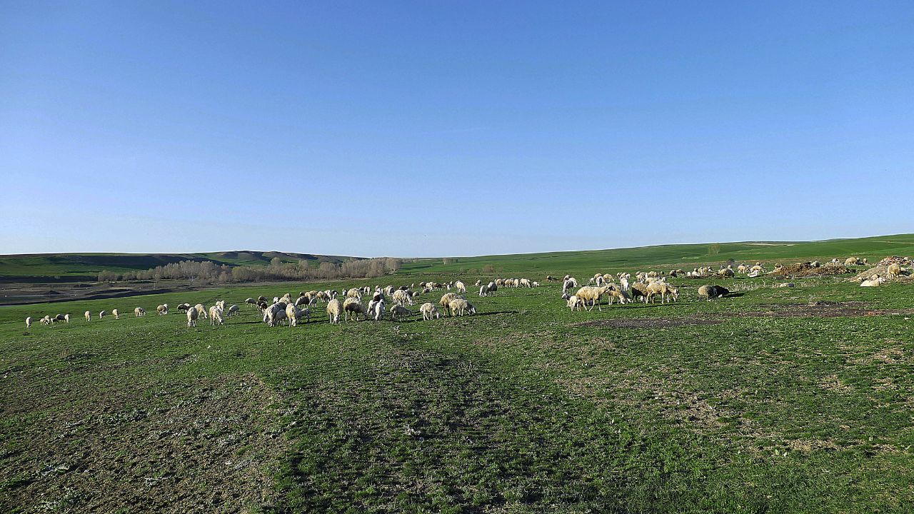 Ajutorul de stat pentru creșterea animalelor