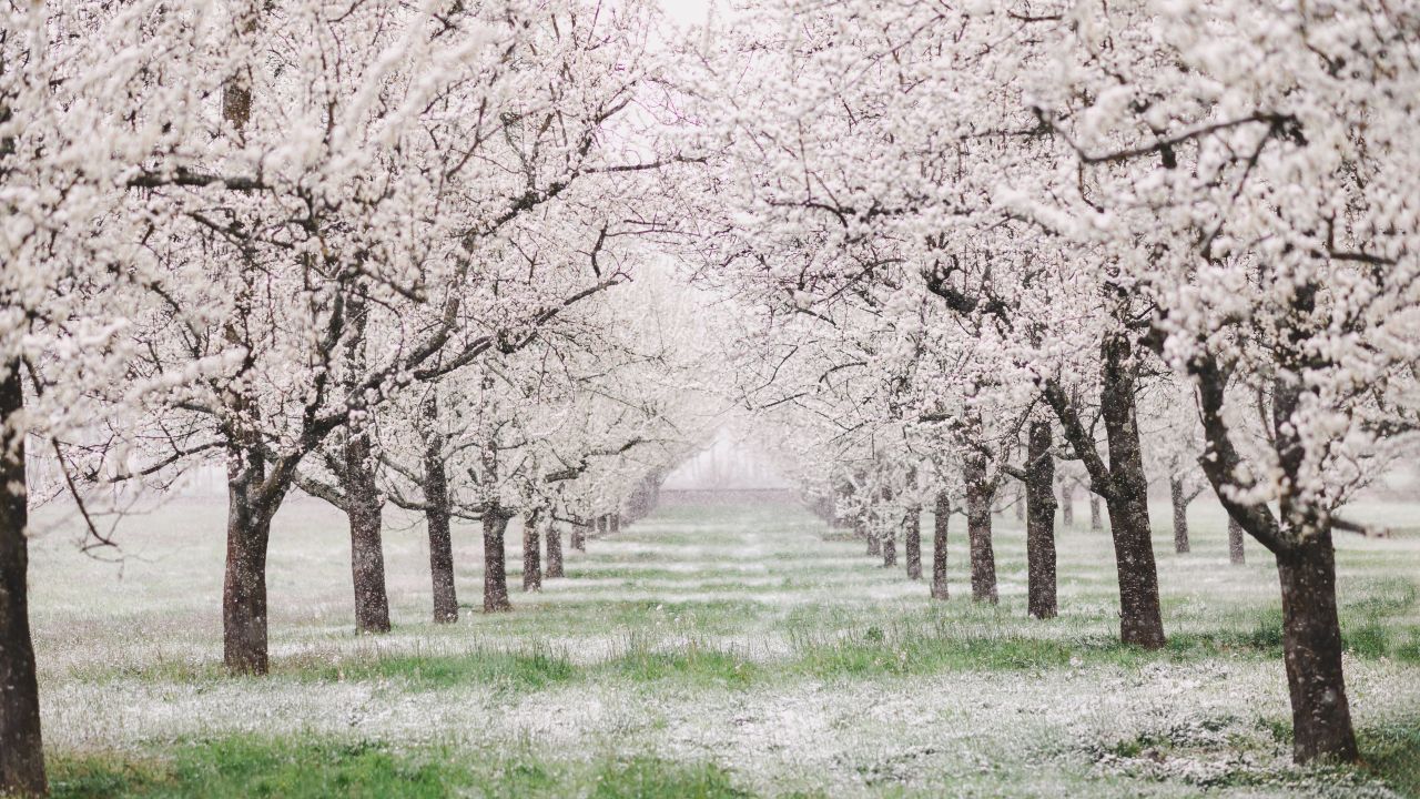 Despăgubiri pentru pomicultorii afectați de îngheț