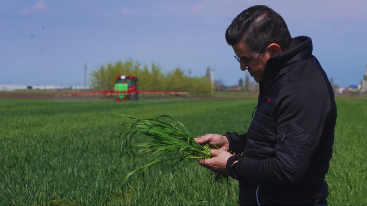 Cătălin Viziru (FMC) într-un lan de cereale păioase, la tratamentul 1