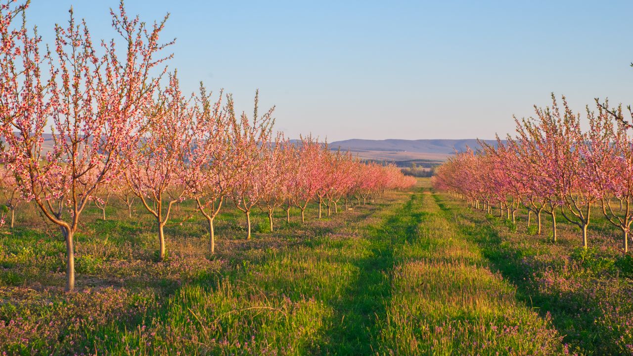Livadă în luna aprilie