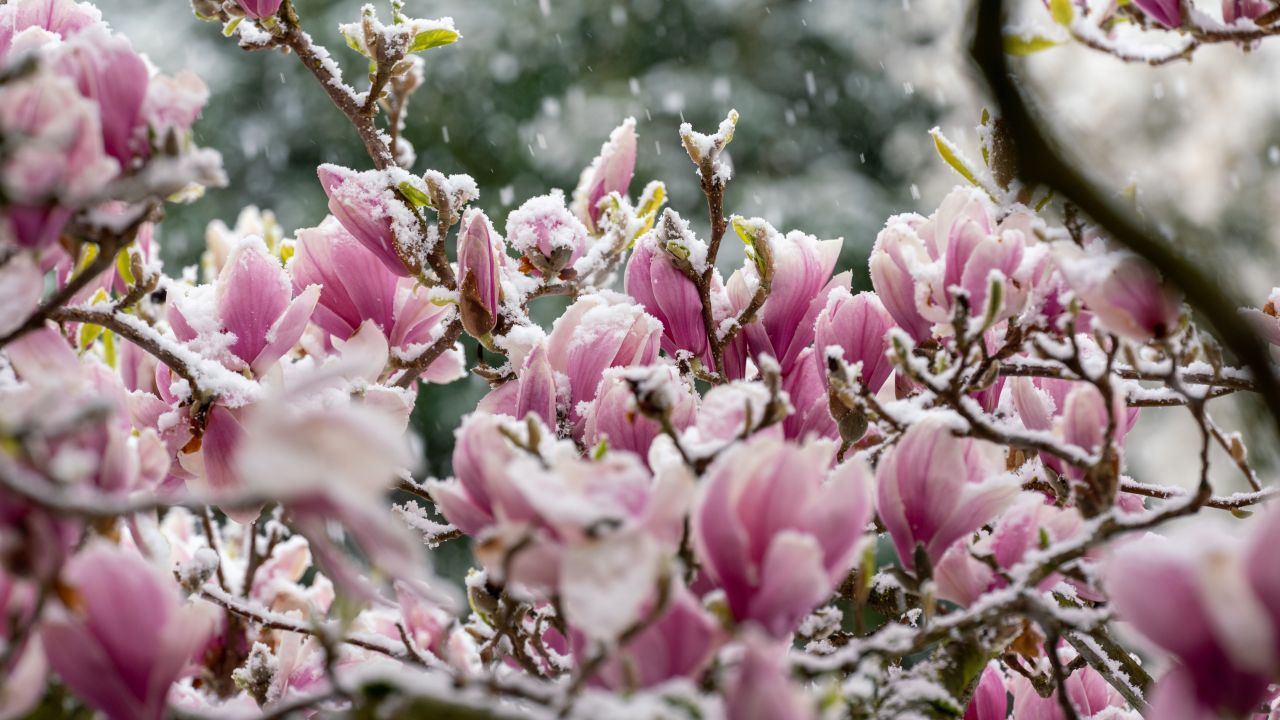 Magnolie înflorită - ninsoare